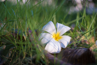 Close-up of white flowering plants on field