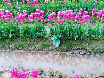 Close-up of pink tulips blooming in field