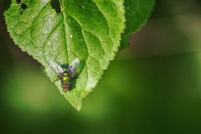 Large green fly with red head sits on leaf of apple tree. outdoors, day light macrophoto front view