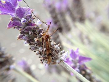 Close-up of insect on purple flower