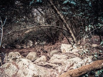 Close-up of tree against sky