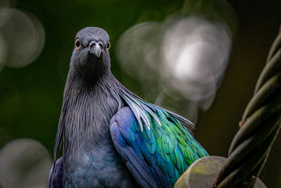 Close-up of parrot perching