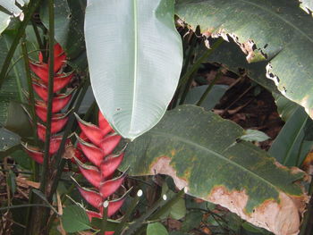 Close-up of plants