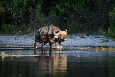 Elephant drinking water in lake