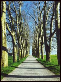 Narrow walkway along trees