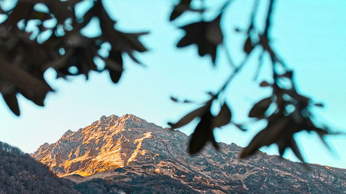 Close-up of leaves on rock against sky