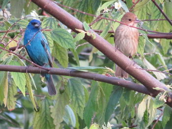 Close-up of birds perching on branch