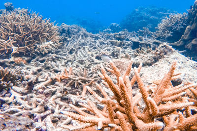 View of fish in sea