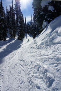 Snow covered ski trail in forest 