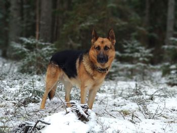 Dog standing on snow covered land