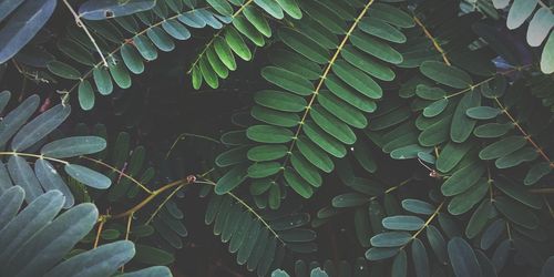 Full frame shot of leaves