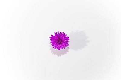 Close-up of purple flower over white background