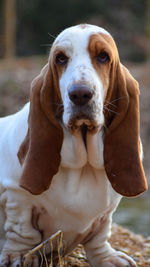 Portrait of dog looking at camera