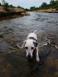 Portrait of dog running in a river