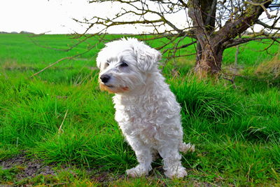 Little  white dog looking away on green field with an old tree in the background