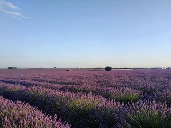 Scenic view of lavender field against sky