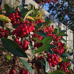 Close-up of red berries on tree