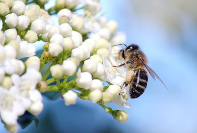 Close-up of bee pollinating flower