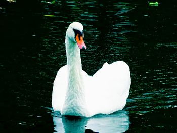 Swan in calm lake