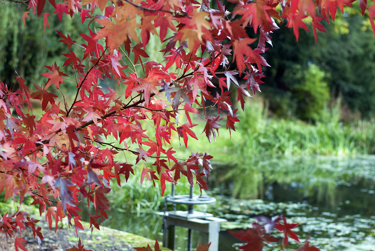 plant, tree, autumn, plant part, leaf, focus on foreground, beauty in nature, growth, change, nature, day, red, water, branch, maple tree, outdoors, maple leaf, no people, close-up, leaves, natural condition