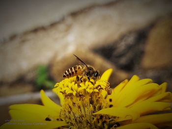 Flower ,bee,and baby spyder