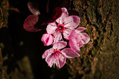 Close-up of pink flowers