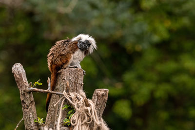 View of bird perching on wooden post