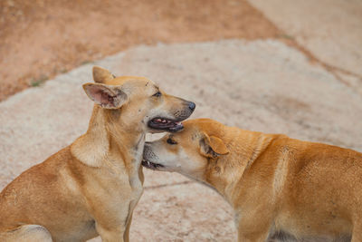 High angle view of a dog looking away