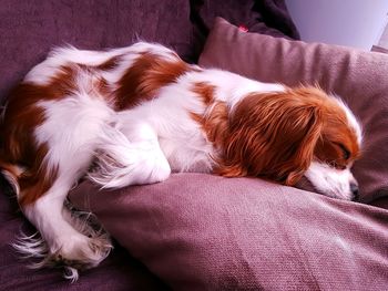 Sleeping beauty - female cavalier king charles spaniel fci 