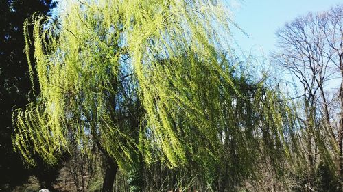 Low angle view of trees