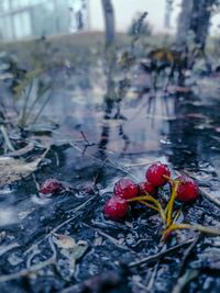 Close-up of red berries on plant