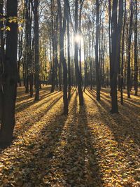 Trees in forest during autumn