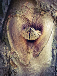 Close-up of tree trunk