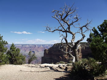 Grand canyon trees against sky