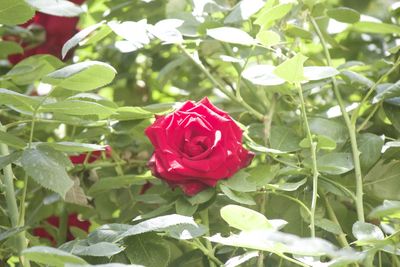 Close-up of pink rose