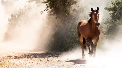 View of horse galloping on land