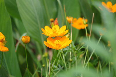 Close-up of yellow flowers blooming in field