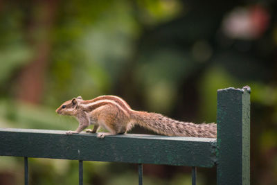 Side view of an animal on railing