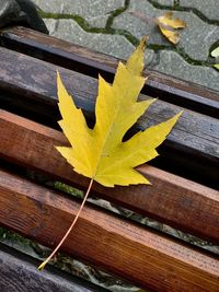 High angle view of yellow leaves on wooden bench