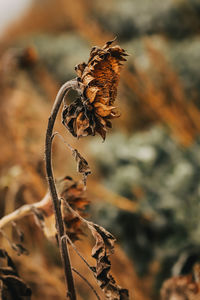 Close-up of wilted flower on field