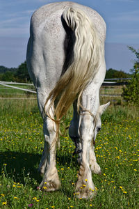 Close-up of horse grazing in field