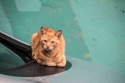 Portrait of ginger cat