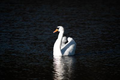 Swan swimming in lake