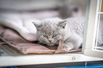 There is a lovely english shorthair blue cat in the room