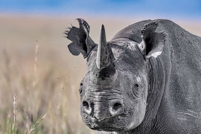 Close-up of rhino against grass