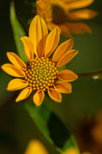 Close-up of insect on yellow flower