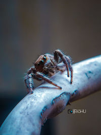 Close-up of spider on hand