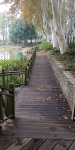 Boardwalk amidst trees