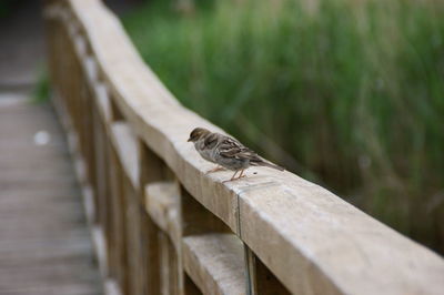 Close-up of a bird on wood