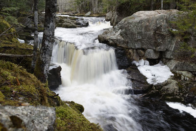 Scenic view of waterfall in forest